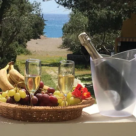 Beachfront Seashell Superior *