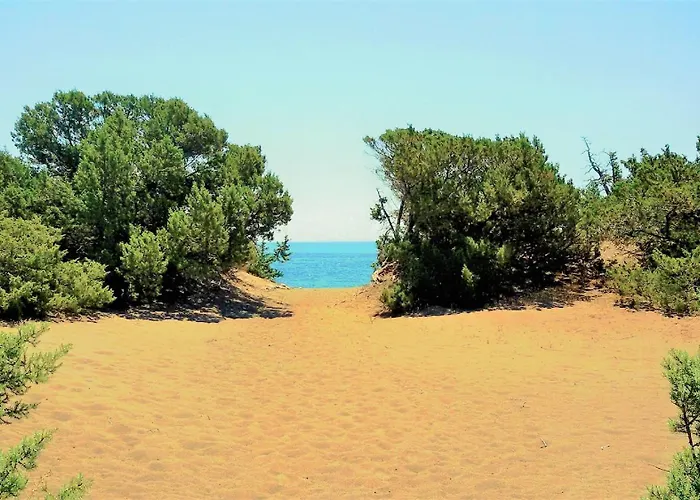 Beachfront Seashell Superior