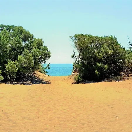 Beachfront Seashell Superior